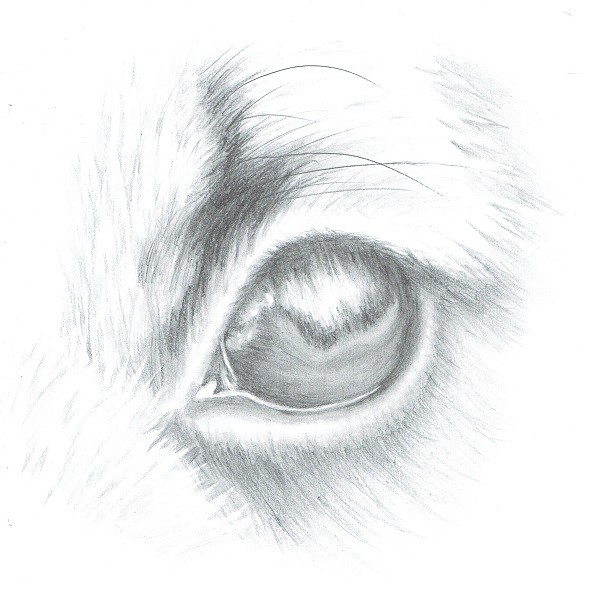 Dog Eye Drawing Final Step