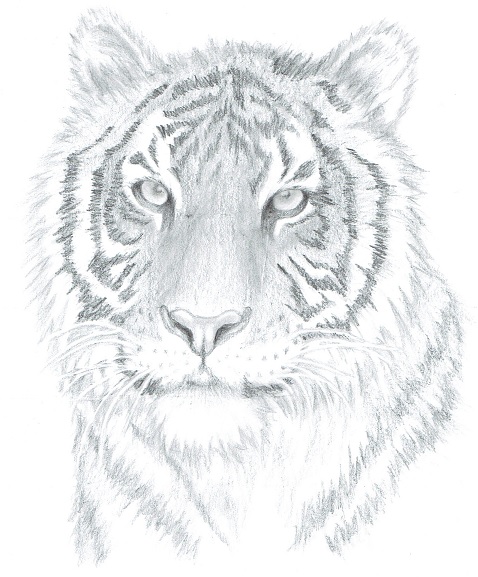 realistic using pencil to face draw how Letter Animal My Sales â€“ Drawing Tutorials â€”