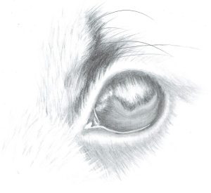 Drawing Pet Portraits Part 4 – Adding Texture to the Fur | My Drawing ...