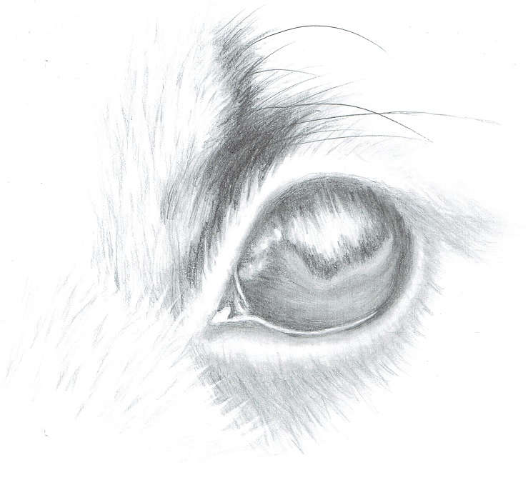 Dog Eye Drawing