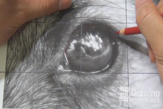 Drawing Pet Portraits Part 1 – How To Draw A Dog’s Eye