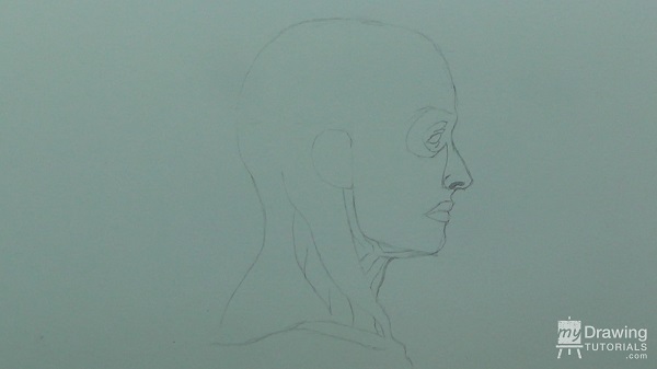 Human Head & Muscle Drawing 10
