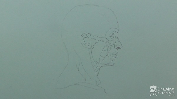 Human Head & Muscle Drawing 11