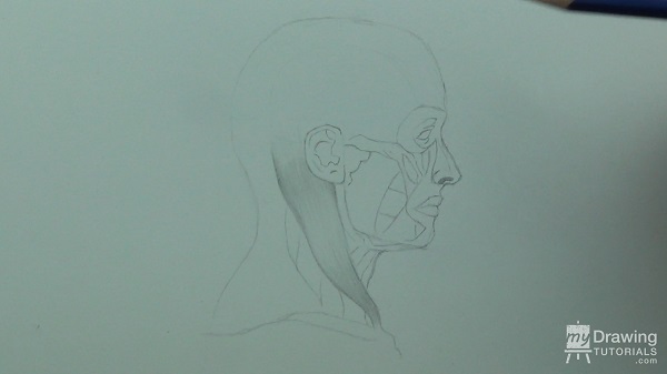 Human Head & Muscle Drawing 12