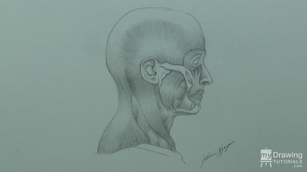 Human Head & Muscle Drawing 13