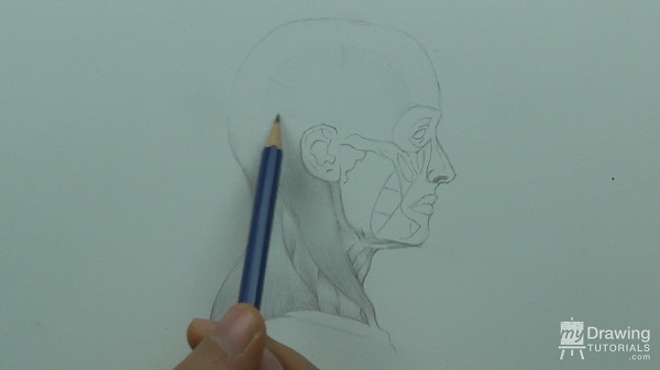 Human Head & Muscle Drawing 14