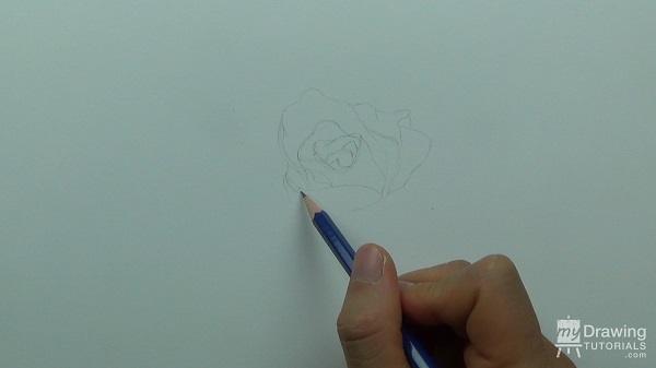Rose Drawing 1