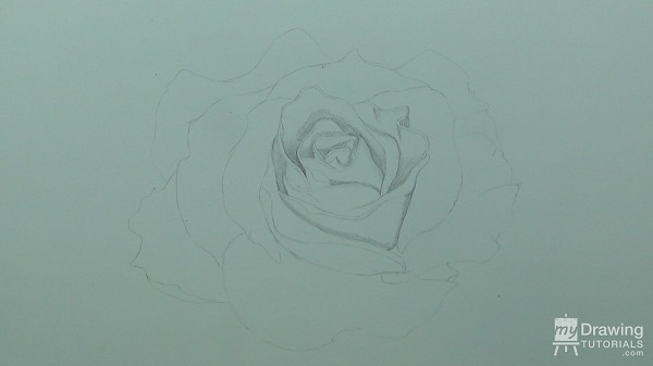 Rose Drawing 3