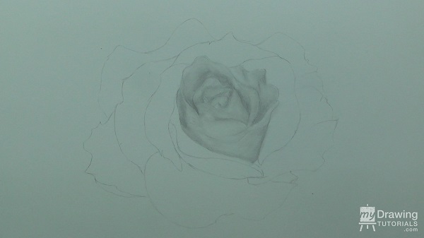 Rose Drawing 4