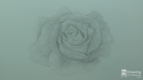 Rose Drawing 7