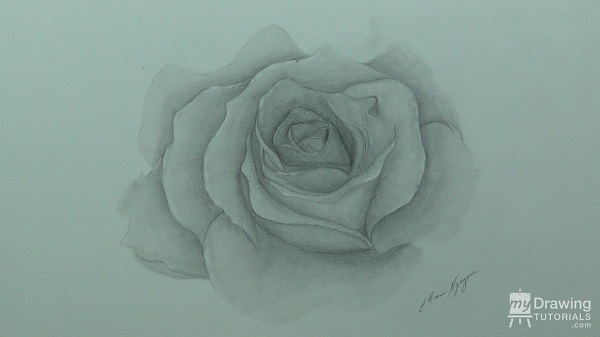 Rose Drawing 8